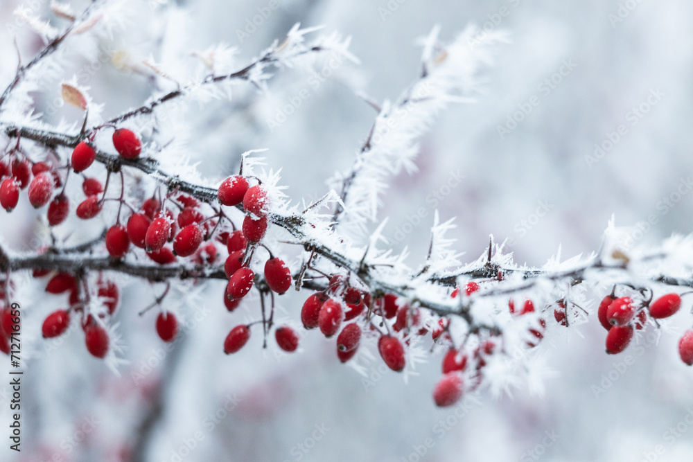 Zima mróz i szron na gałęziach i czerwone jagody - obrazy, fototapety, plakaty 