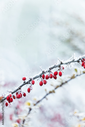 Zima mróz i szron na gałęziach i czerwone jagody