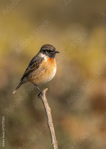 male european stonechat on a branch 