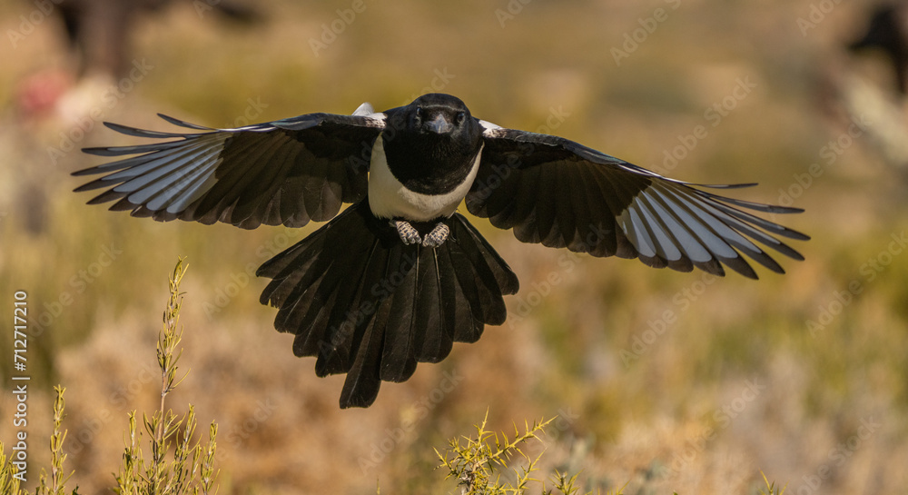 Naklejka premium The eurasian magpie in flight, front view