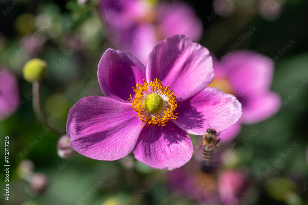 Anemone hupehensis praecox thimbleweed pink petal simplicity flowering plant, windflowers flowering plants in the garden Anemone hupehensis praecox thimbleweed pink petal simplicity flowering plant, windflowers flowering plants in the garden