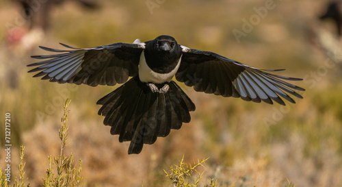 The eurasian magpie in flight, front view