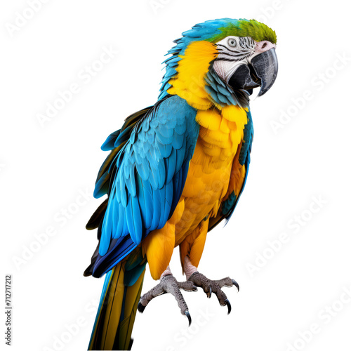 Vibrant Blue and Yellow Macaw Parrot Full Body Illustration on Transparent Background - Royalty-Free Stock Image