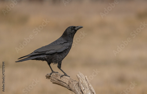 Carrion Crow on the branch