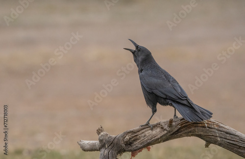 Carrion crow singing on the branch 