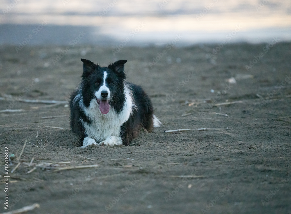 border collie on the beach	