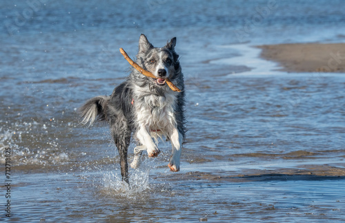 border collies running in the beach 