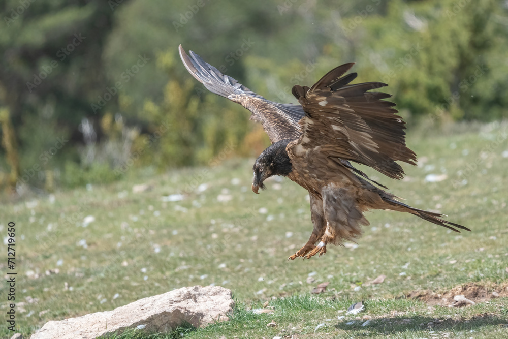 young bearded vulture landing in the pyrenees mountains young bearded vulture landing in the pyrenees mountains