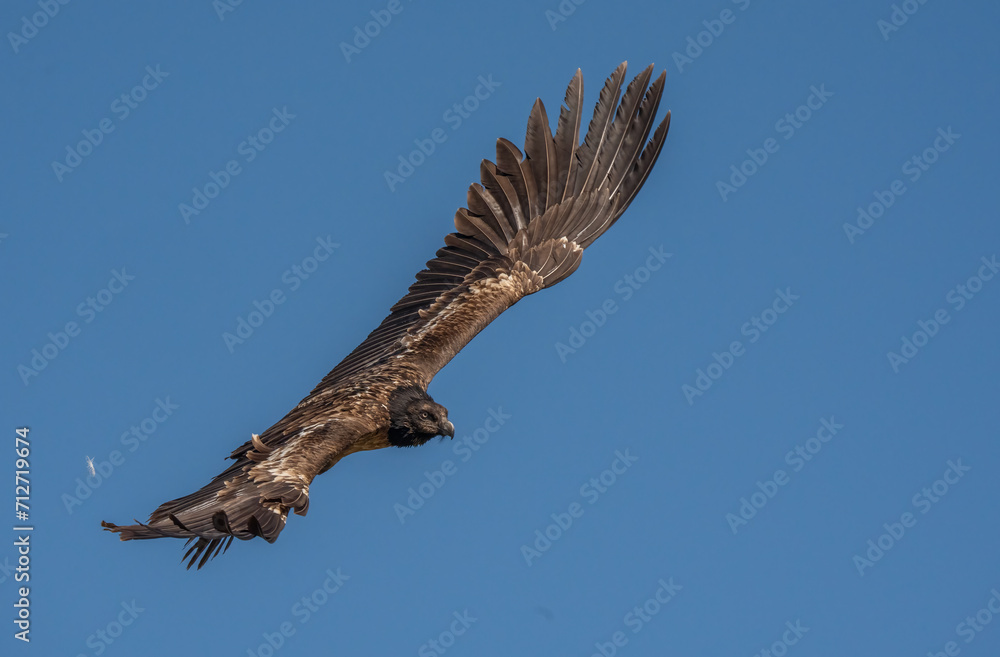 young bearded vulture in flight over the pyrenees mountains young bearded vulture in flight over the pyrenees mountains