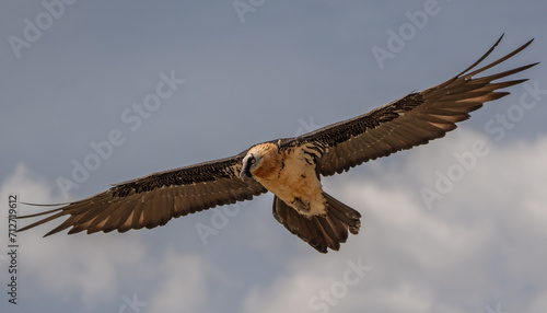 bearded vulture in flight over the pyrenees mountains	