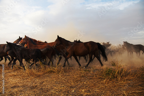 Landscape of wild horses running at sunset with dust in background.