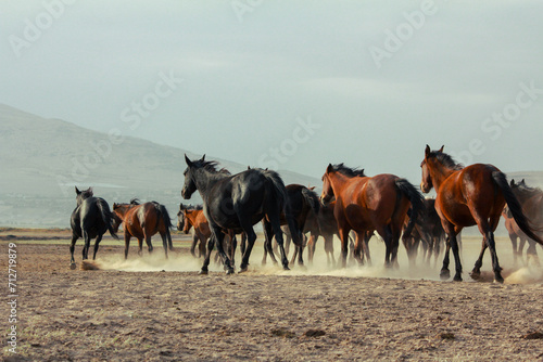 Landscape of wild horses running at sunset with dust in background.
