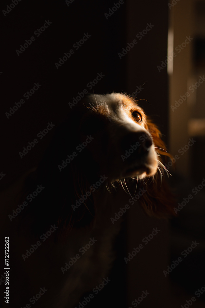 spaniel dog in the dark