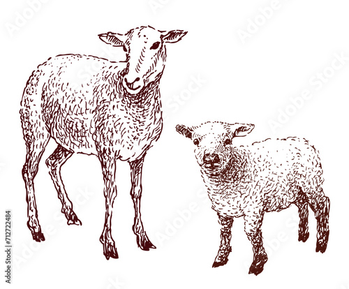 Hand drawing of domestic sheep with cute little lamb, vector illustration isolated on white