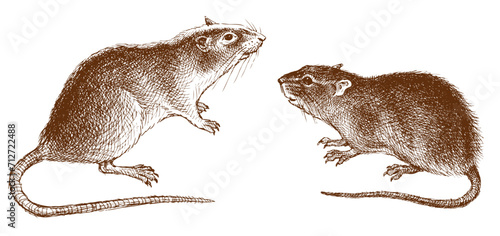 Hand drawing of two cute big red rats with long tails isolated on white