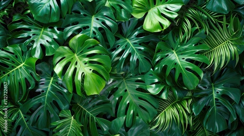 Monstera wall. Tropical green leaves, floral pattern background