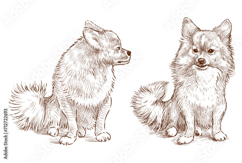 Sketch of two cute fluffy purebred spitz dogs sitting and looking, vector hand drawing isolated on white