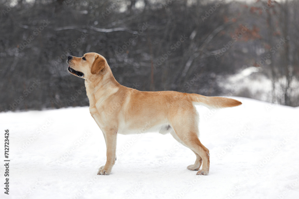Naklejka premium labrador retriever