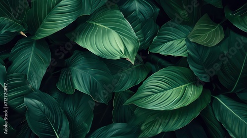 leaves of Spathiphyllum cannifolium, abstract green texture, nature background, tropical leaf © Ibad