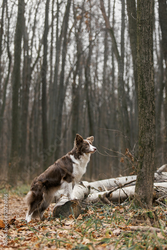 Fototapeta Naklejka Na Ścianę i Meble -  border collie dog in the woods