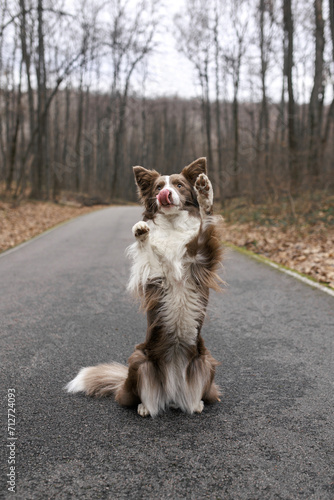 border collie dog © Aleksandra
