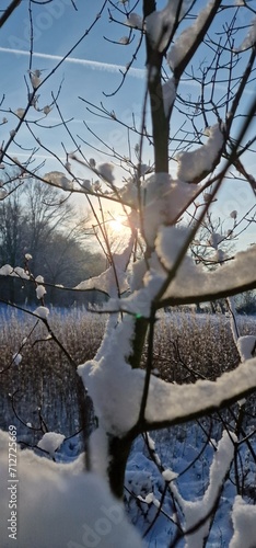 Ast im Schnee