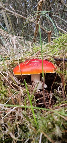 Pilz