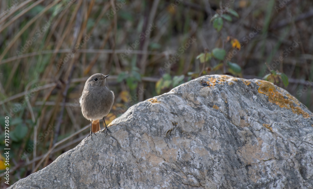 Obraz premium The female of the black redstart on the rocks 