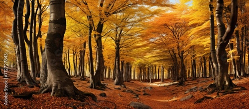 Autumn's Beautiful Beech Forest.