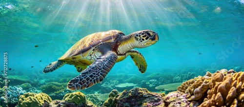 Hawaiian sea turtle gracefully swimming over coral reef in its natural habitat.