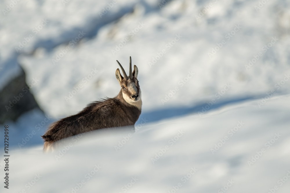 Alpine chamois (Rupicapra rupicapra) in winter landscape standing in a snowy slope in the Alps Mountains, Italy.