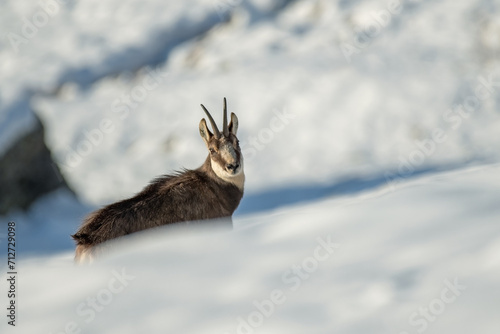 Obraz na płótnie Alpine chamois (Rupicapra rupicapra) in winter landscape standing in a snowy slope in the Alps Mountains, Italy. w salonie