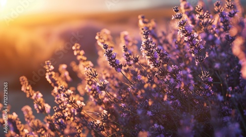 Lavender field Summer sunset landscape with tree. Blooming violet fragrant lavender flowers with sun rays with warm sunset sky photo
