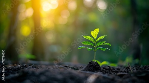 Seedlings sprouting and flourishing in a fertile and nourishing soil environment