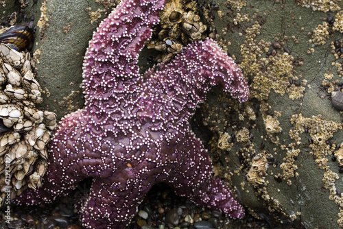 Closeup of purple starfish surrounded by various mollusks at low tide on the Washington coast 