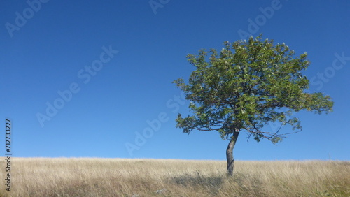 Einsamer Baum auf dem Feld mit blauem Himmel
