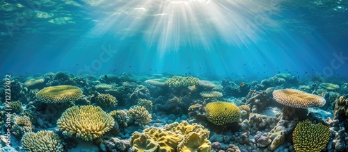 Coral reefs dying due to environmental issues like climate change  pollution  and overfishing.