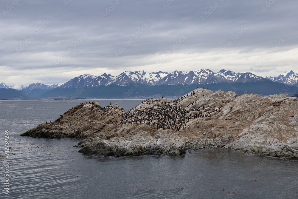 Cormorant colony in Patagonia landscape at Tierra del Fuego