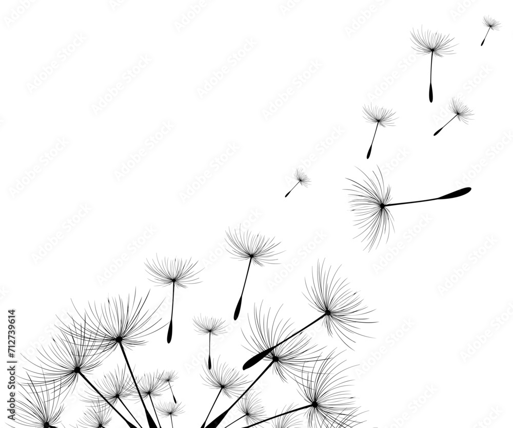 Fototapeta premium Vector illustration dandelion time. Black Dandelion seeds blowing in the wind. The wind inflates a dandelion isolated on white background.