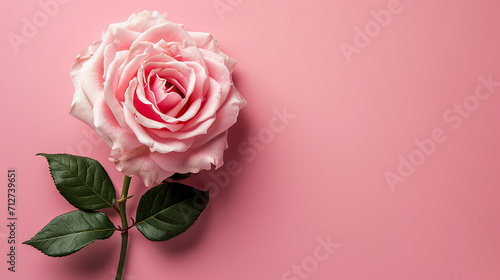 A pink rose with room for copy or text