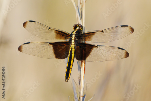Female Widow Skimmer Dragonfly. Dover, Tennessee © Wirestock