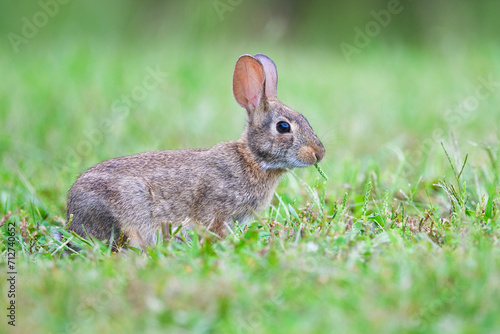 Eastern Cottontail Rabbit. Dover, Tennessee © Wirestock
