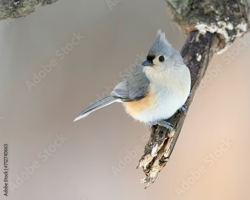 Tufted Titmouse. Dover, Tennessee