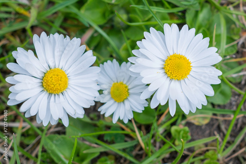The first spring daisy flowers growing in the garden