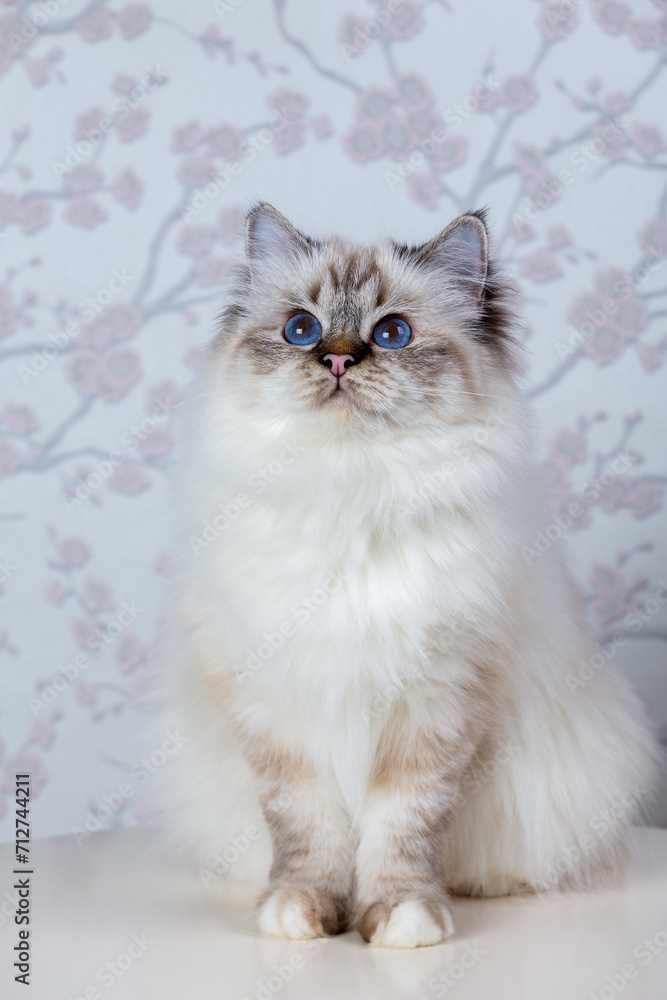 sacred birma seal tabby point on a light background