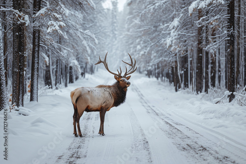 Reindeer stands in the middle of the track in a snowy forest © Olga