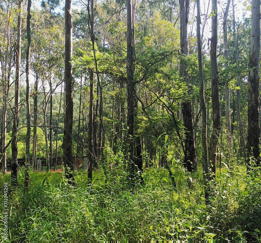 Fototapeta premium forest in spring