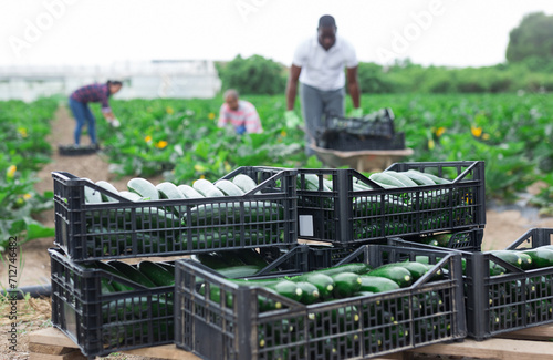 Crop of ripe green zucchini in plastic crates on farm field on background with working people