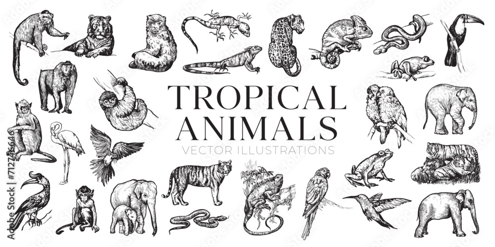 Handdrawn tropical animals illustrations, jungle animals drawing, jungle, tropic, collection, set