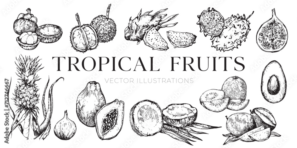 Tropical fruits illustrations, fruits drawings, coconut, collection, set, pineapple, avocado
